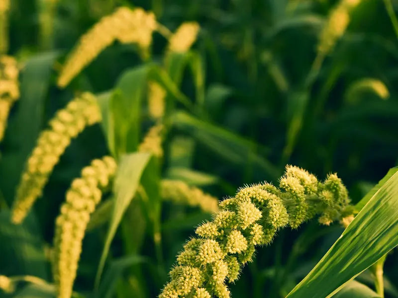 Whole millets in the sun